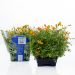 Appelsintagetes, i potter, (Non Food) 1 stk